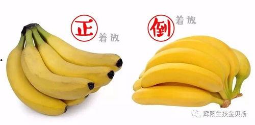 国产超级大香蕉,揭秘我国农业科技新成果